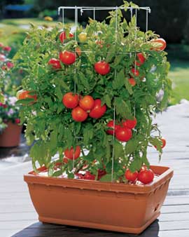 Containers for Vegetable Gardens Tomatoes